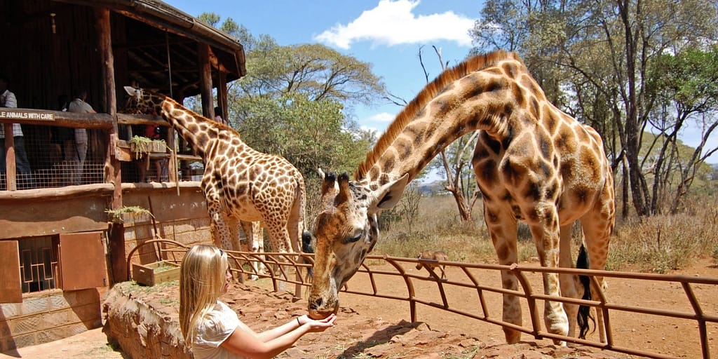 Attraction Destinations 9 giraffe center nairobi kenya 1