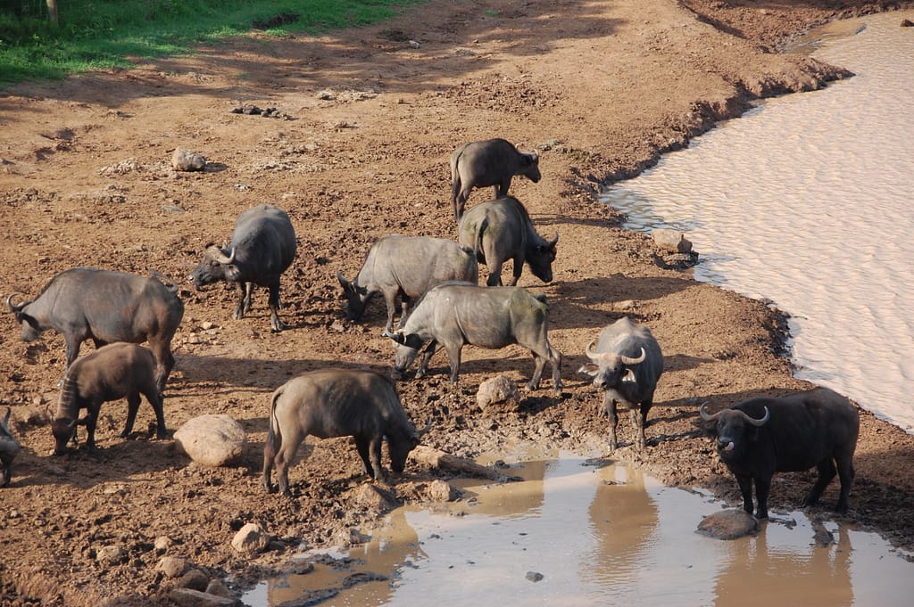 If you are planning a short vacation in Uganda and wish to see the best of what Uganda offers in terms of her natural beauty, this 12 days best of Uganda safari is the trip to book.