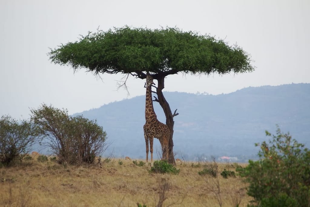 Best-tour-safaris-Travel-in-Kenya-Affordable-tour-in-westlands