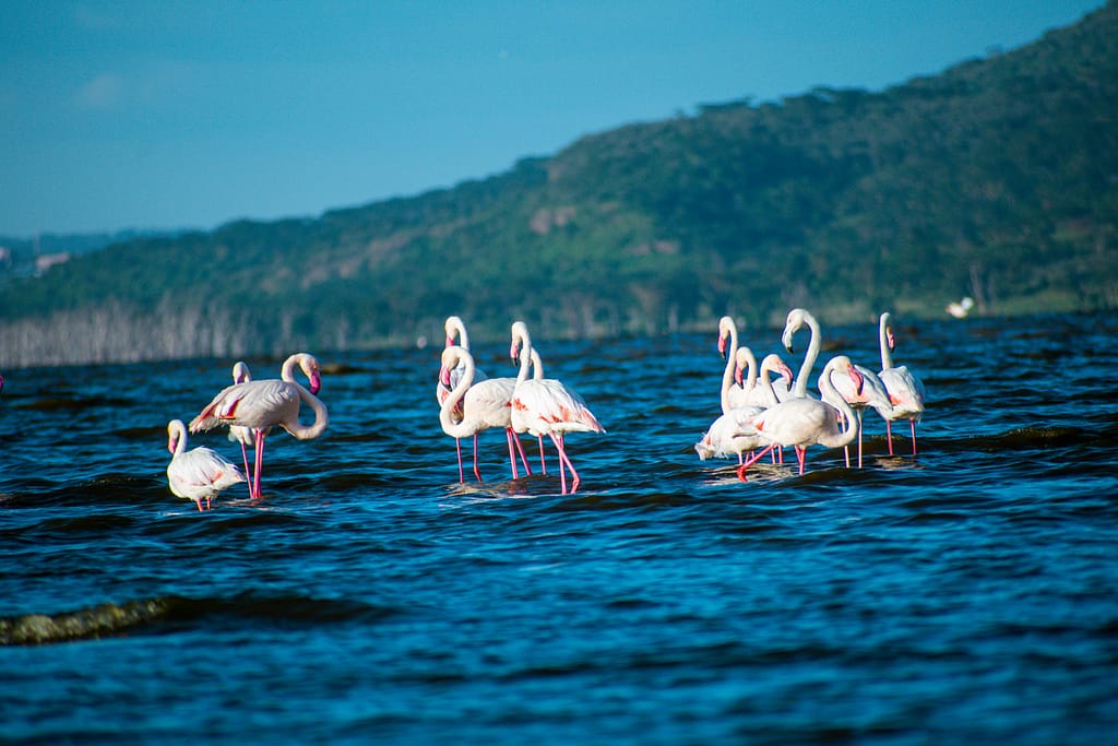 Attraction Destinations 4 l.nakuru