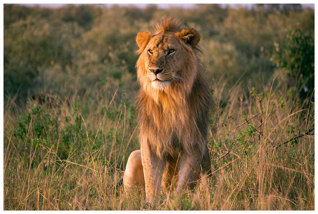 Samburu Fly-In Safari