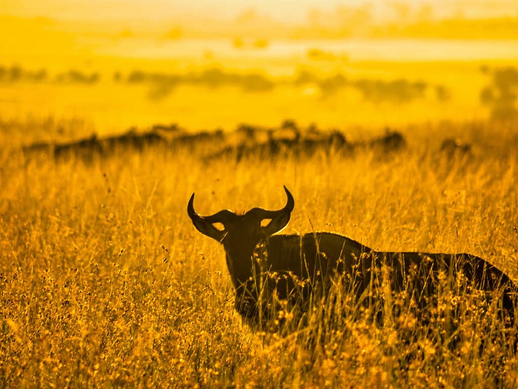 masai-mara-np-africompass