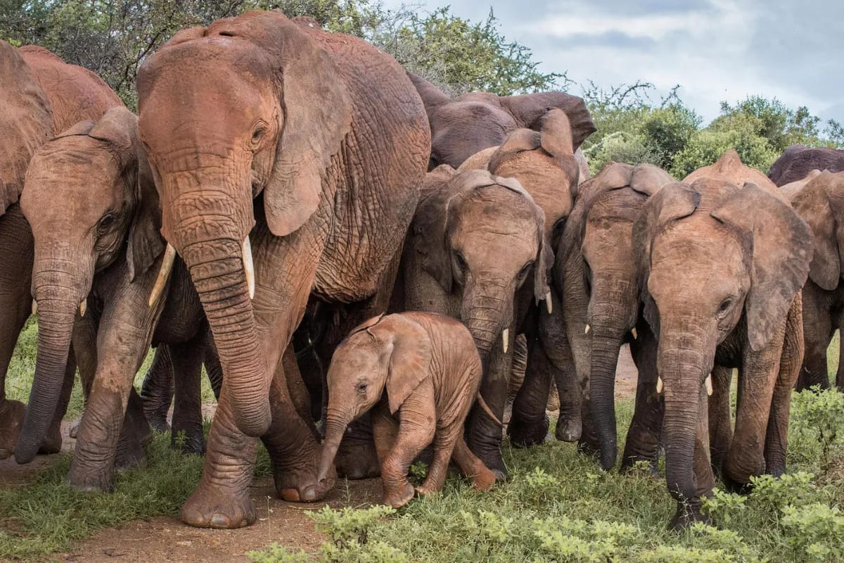 Sheldrick Elephant Orphanage 1 Untitled design 9