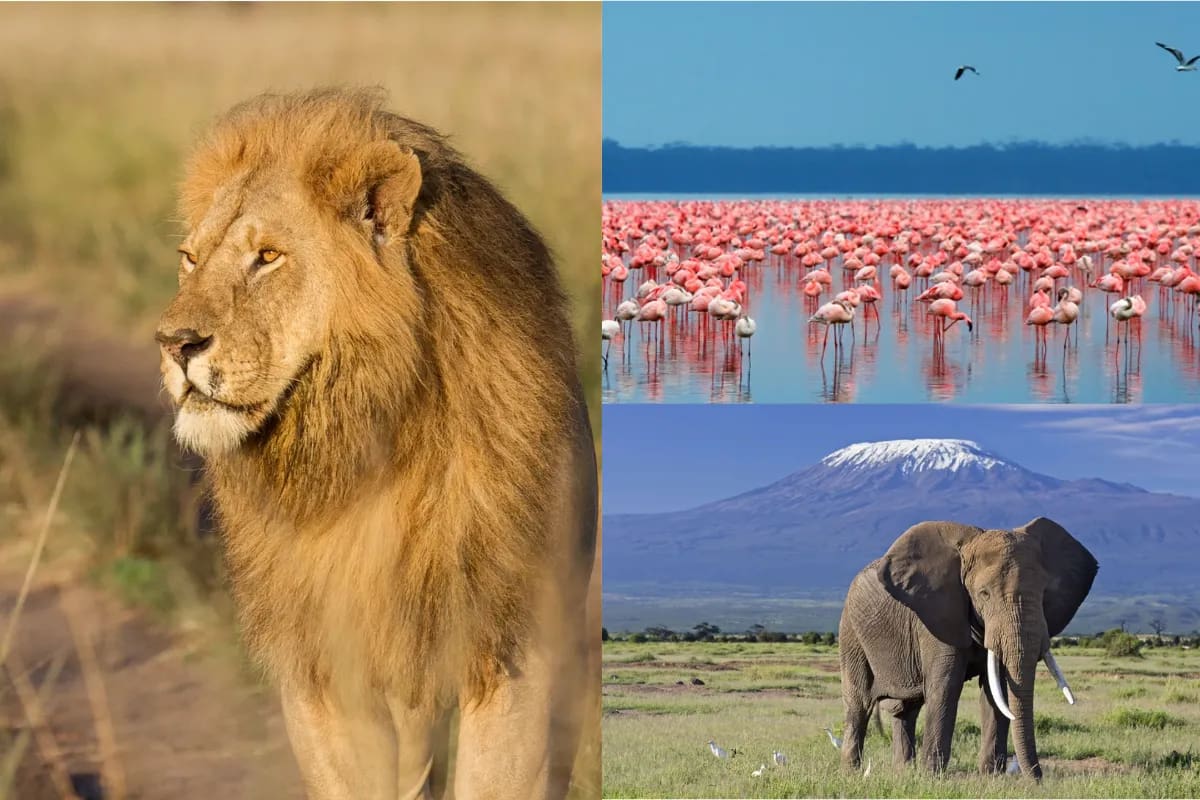 Nakuru, Maasai Maara and Amboseli Budget Safari 1 mara nakuru amboseli