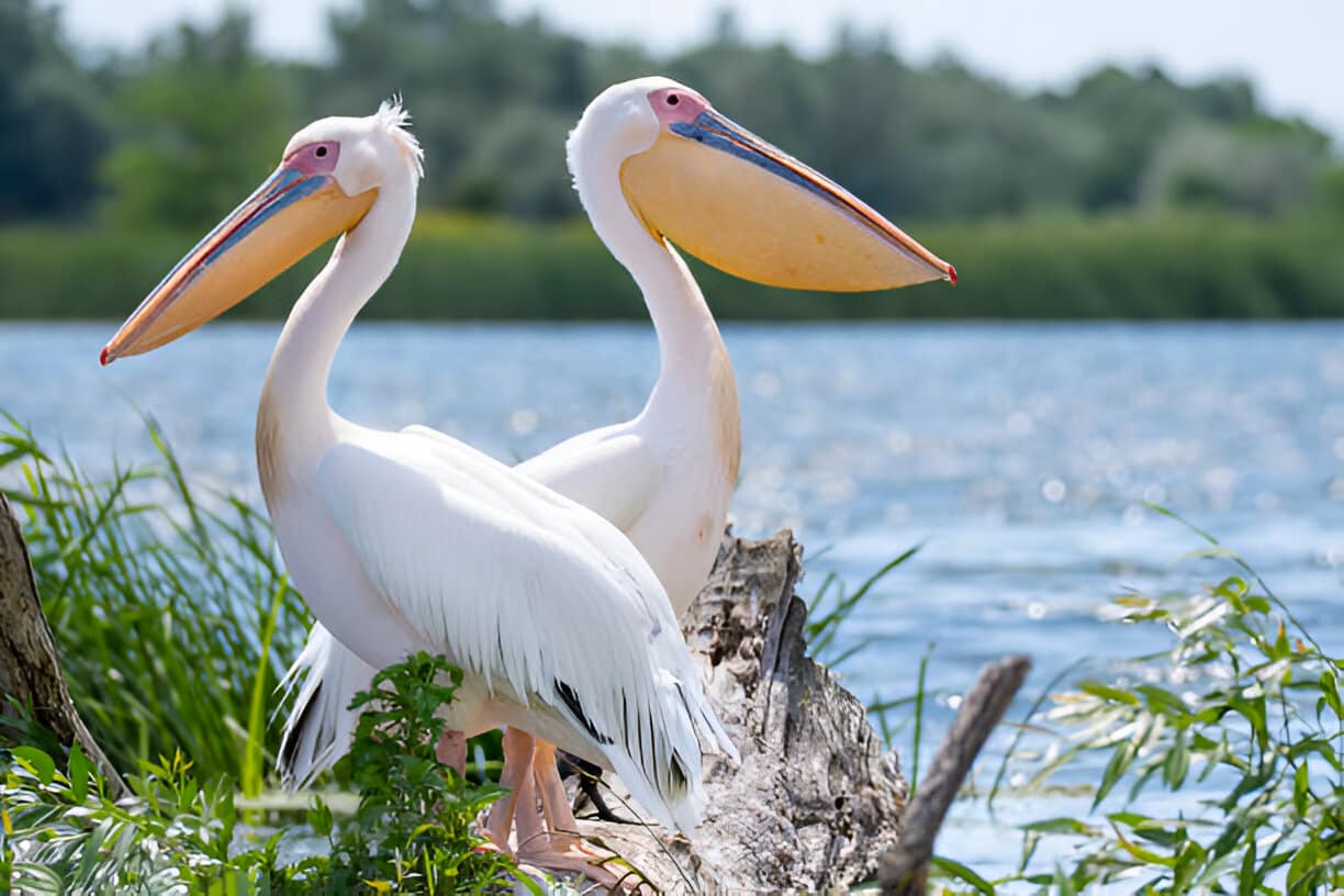 Planning a Budget-Friendly 7-Day Group Safari in Kenya 11