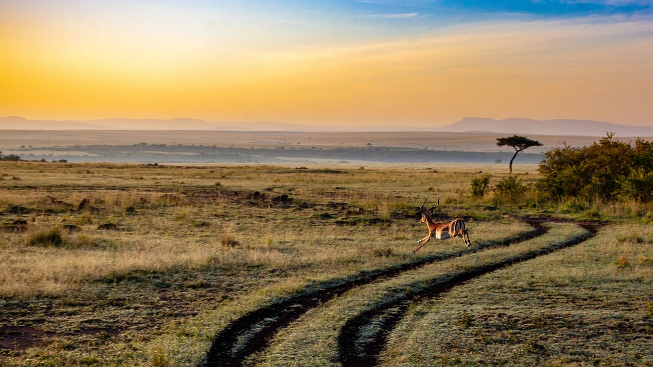 How Do You Arrange an African Safari? 10 How do you arrange an African safari?