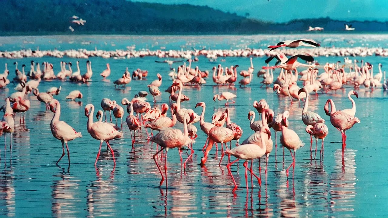 How much does a safari cost in Kenya? 12 lake nakuru africompass 1