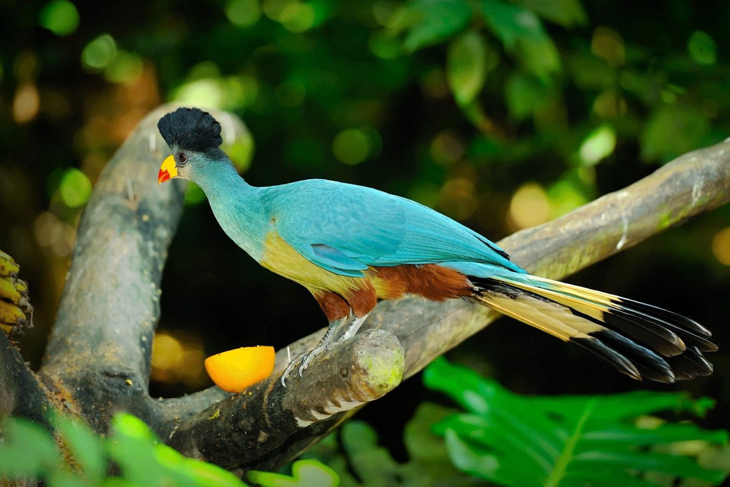 9 DAYS KENYA BIRDING SAFARI 2 kakamega2