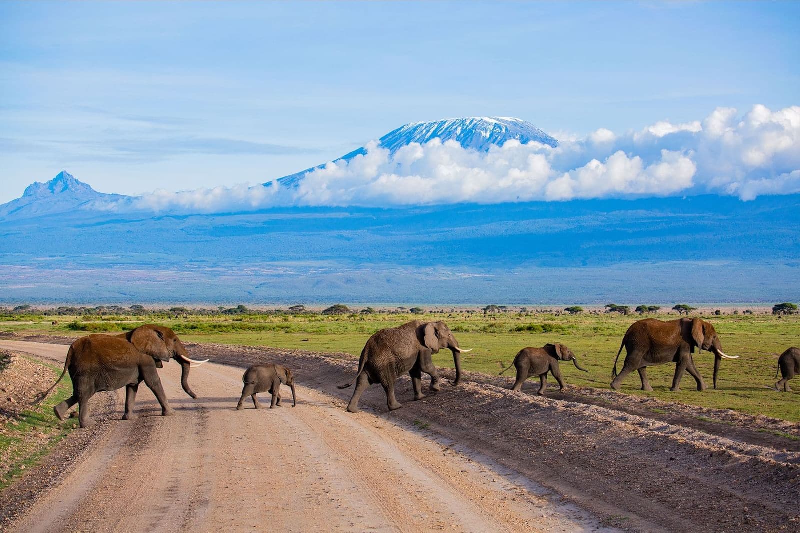 EXPERIENCE 4 DAYS OF ELEPHANTS AND TSAVO’S LEGENDARY LIONS 6 Amboseli safaris Africompass tours