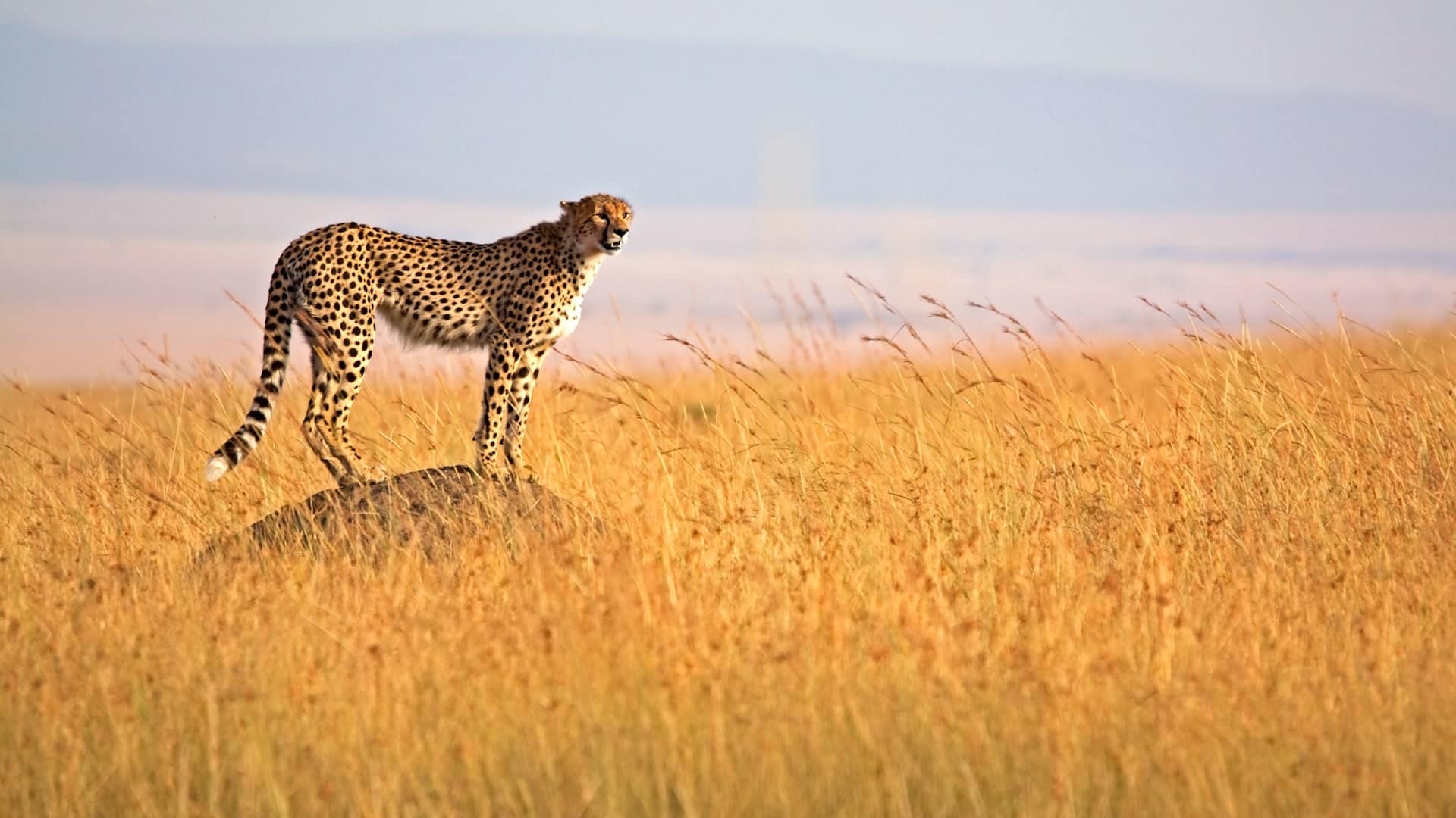 8 DAYS GREAT WILDBEEST MIGRATION SAFARI 4 Maasai cheetah
