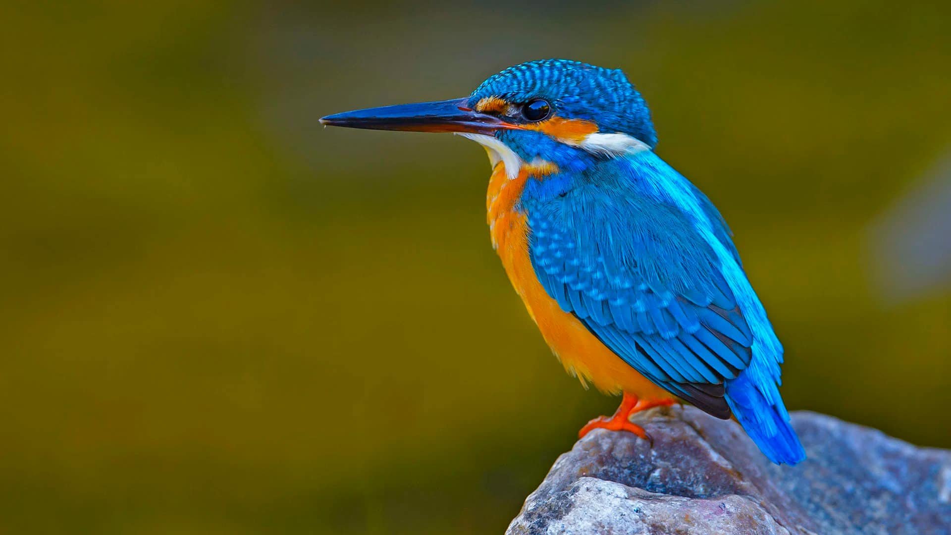 9 DAYS KENYA BIRDING SAFARI 17 kingfisher bird