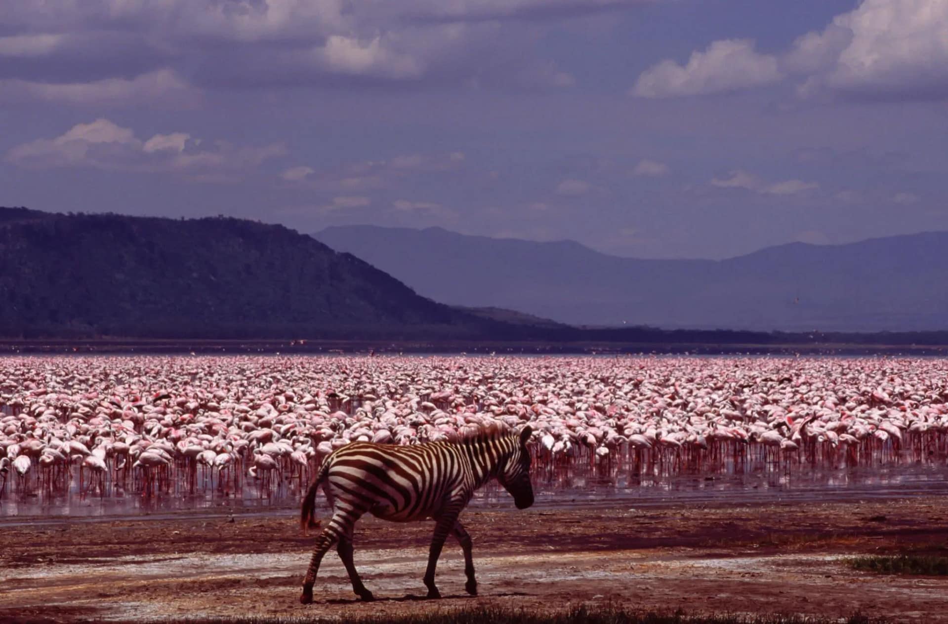 EXPERIENCE 4 DAYS OF ELEPHANTS AND TSAVO’S LEGENDARY LIONS 5 Lake nakuru zebras