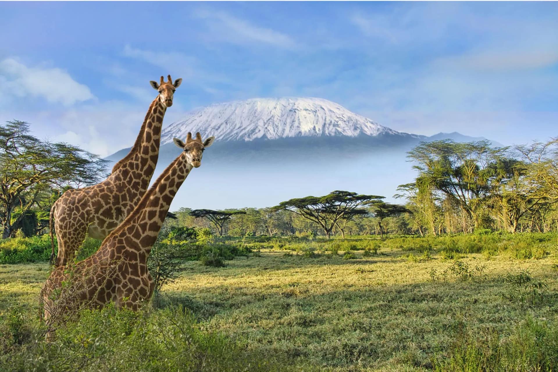 How much does a safari cost? 22 maasai grrafes amboseli