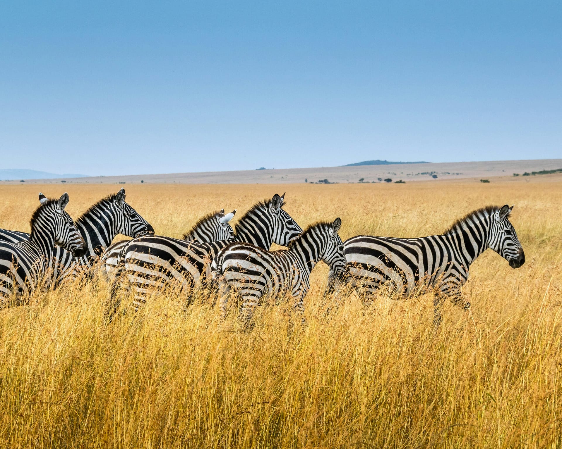 How Do I Choose a Travel Agency? 2 maasai mara scaled