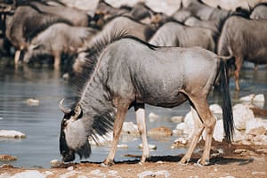 Planning a Budget-Friendly 7-Day Group Safari in Kenya 13