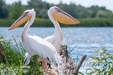 Planning a Budget-Friendly 7-Day Group Safari in Kenya 2 steptodown.com296636