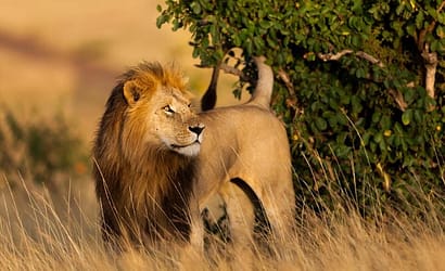 4 DAYS KENYA SAFARI TO CELEBRATE EID AL FITR, ARAFAT DAY AND EID AL ADHA HOLIDAYS 2 Lion