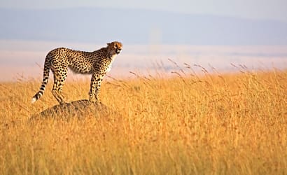 4 DAYS KENYA SAFARI TO CELEBRATE EID AL FITR, ARAFAT DAY AND EID AL ADHA HOLIDAYS 3 Maasai cheetah
