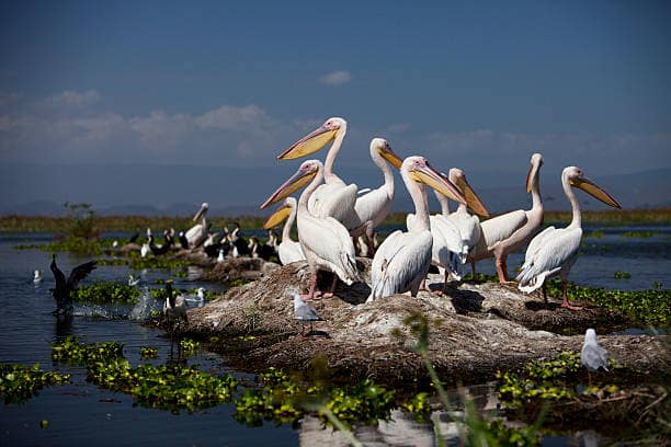 10 DAYS KENYA BUSH TO BEACH HOLIDAY 6 Pelicans resting on a rock, Lake Naivasha, Kenya