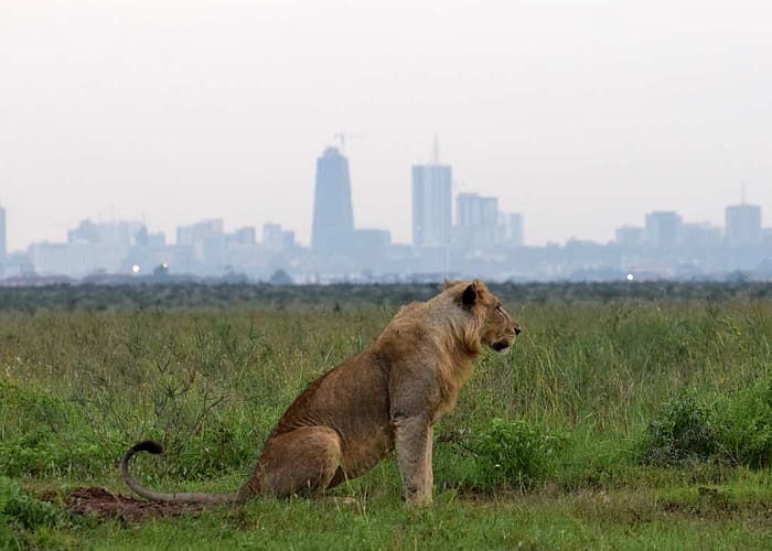 NAIROBI NATIONAL PARK 2 Lion 2 national