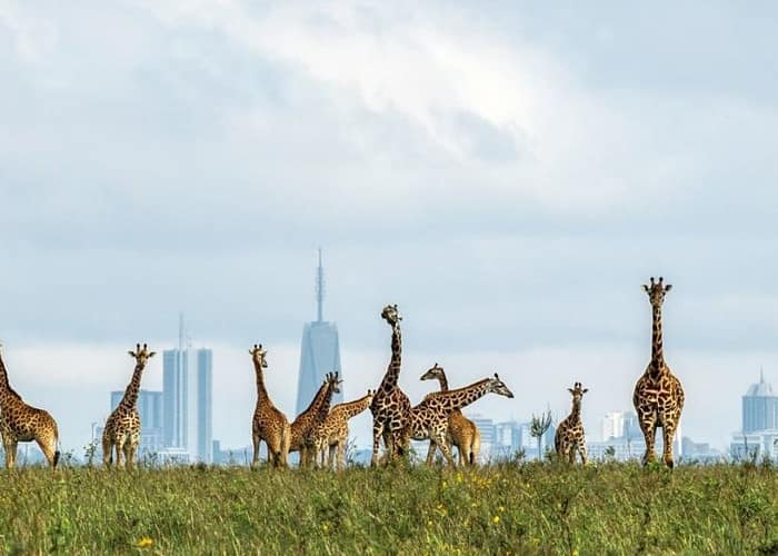 NAIROBI NATIONAL PARK 1 Nairobi