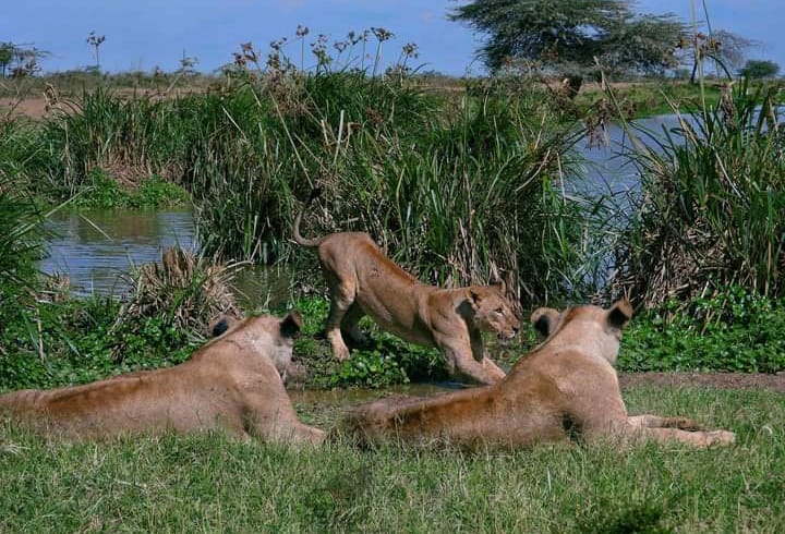Ruaha National Park Flying Safari