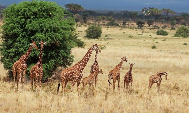 7 DAYS HERITAGE ESCAPES AND WILD WONDERS OF KENYA 1 Aberdare-National-Park-750x450-1