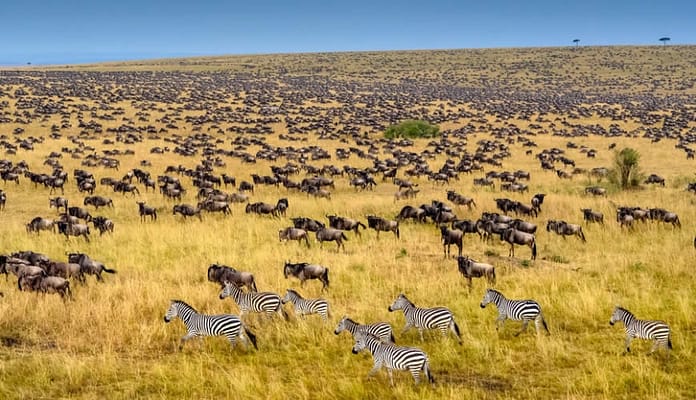 wildebeest-mara-migration