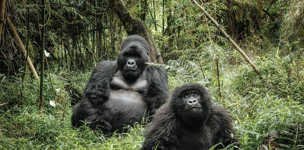 Gorilla and Wildlife Safari