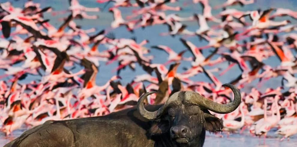 Lake Nakuru Park luxury trip
