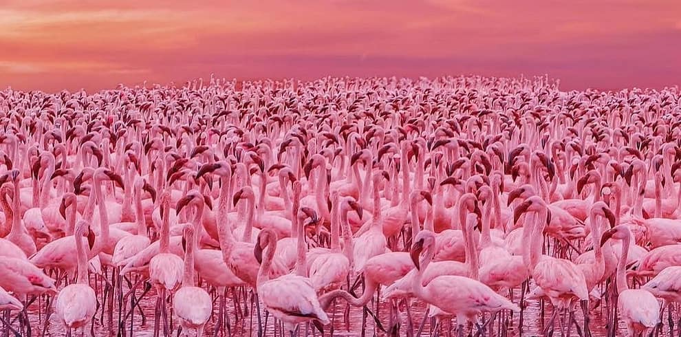 Lake Nakuru 3