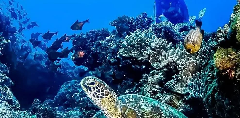 diani 14