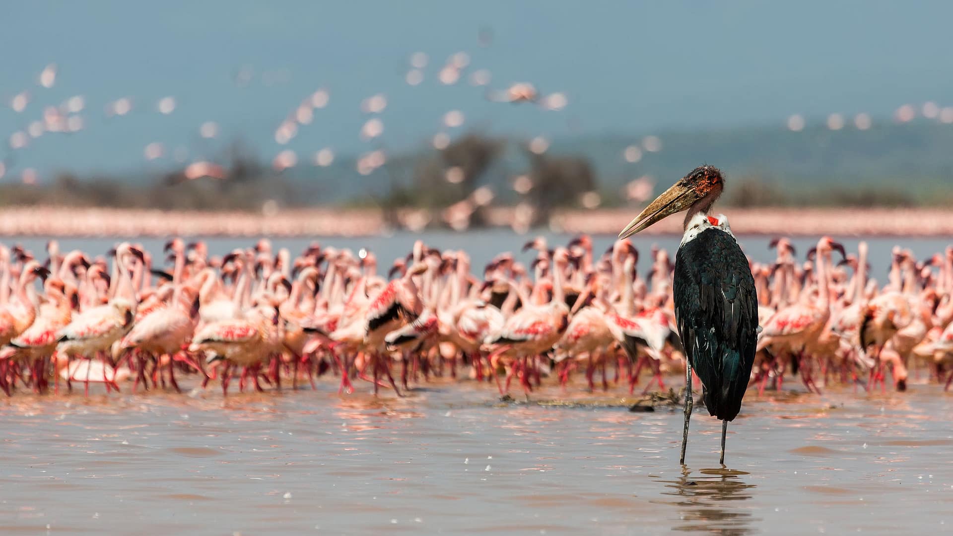 7 DAYS HERITAGE ESCAPES AND WILD WONDERS OF KENYA 9 lake-naivasha-longonot-national-park