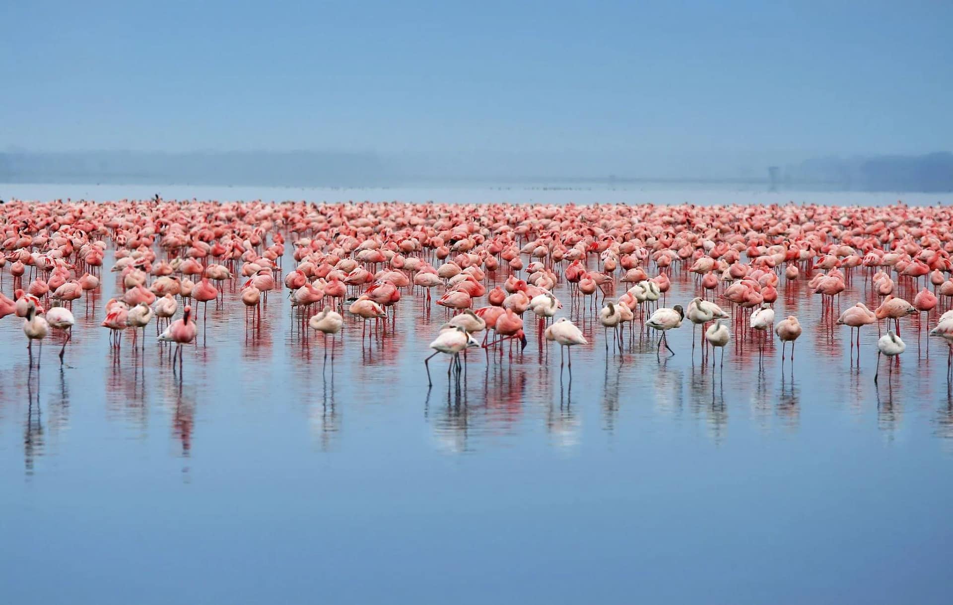 7 DAYS HERITAGE ESCAPES AND WILD WONDERS OF KENYA 6 flamingo