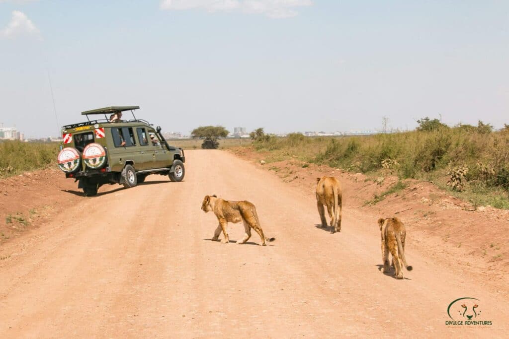 8 DAYS GREAT WILDBEEST MIGRATION SAFARI 9 Lions Nairobi