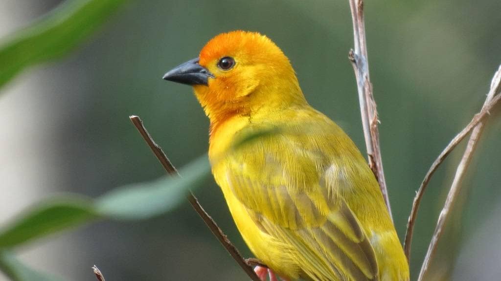 9 DAYS KENYA BIRDING SAFARI 7 Golden-Palm-Weaver