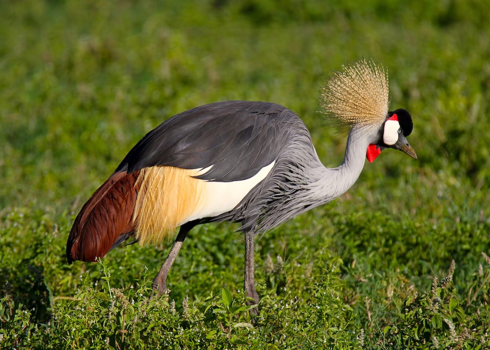 9 DAYS KENYA BIRDING SAFARI 11 Grey-Crowned-crane_0