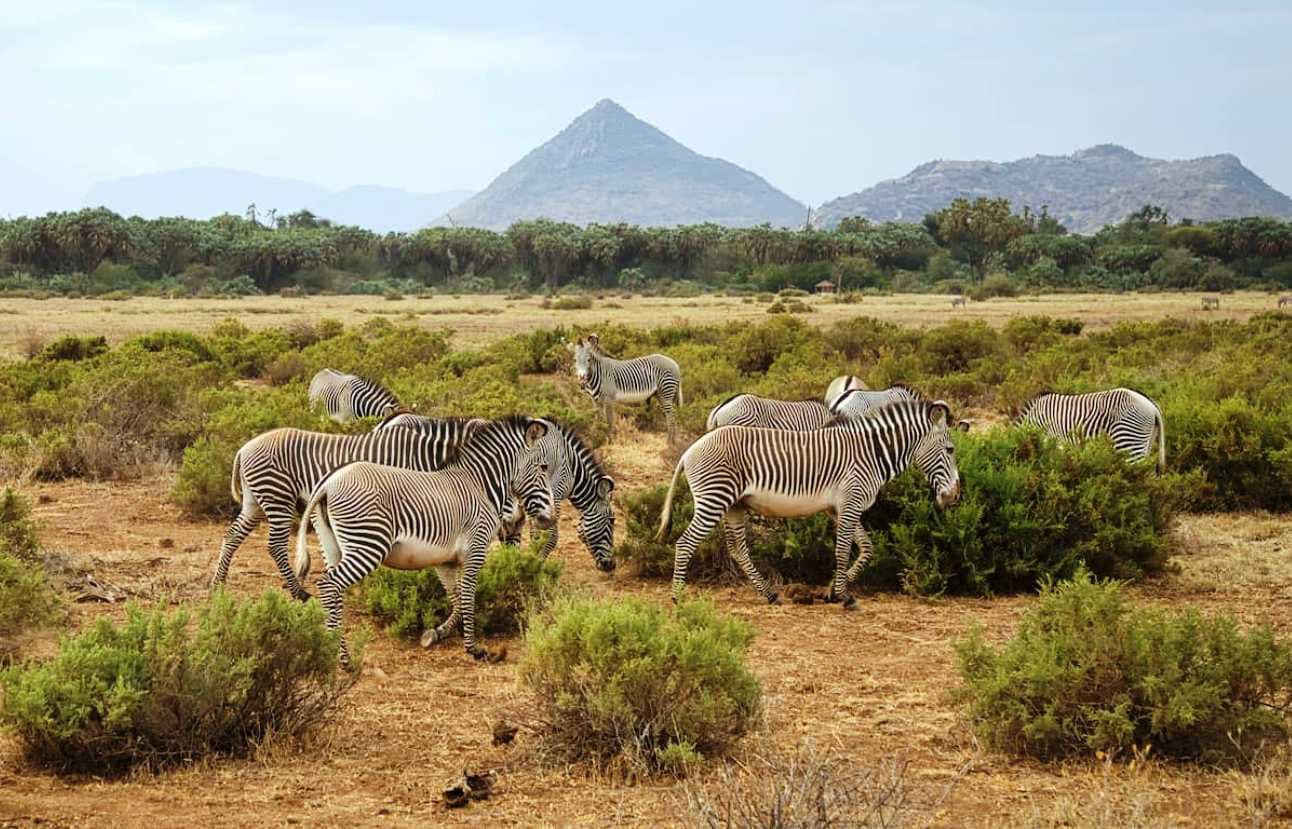 8 DAYS GEMS OF KENYA LUXURY SAFARI 9 Grévy's zebras, Equus grevyi, in the Samburu National Reserve in Kenya.