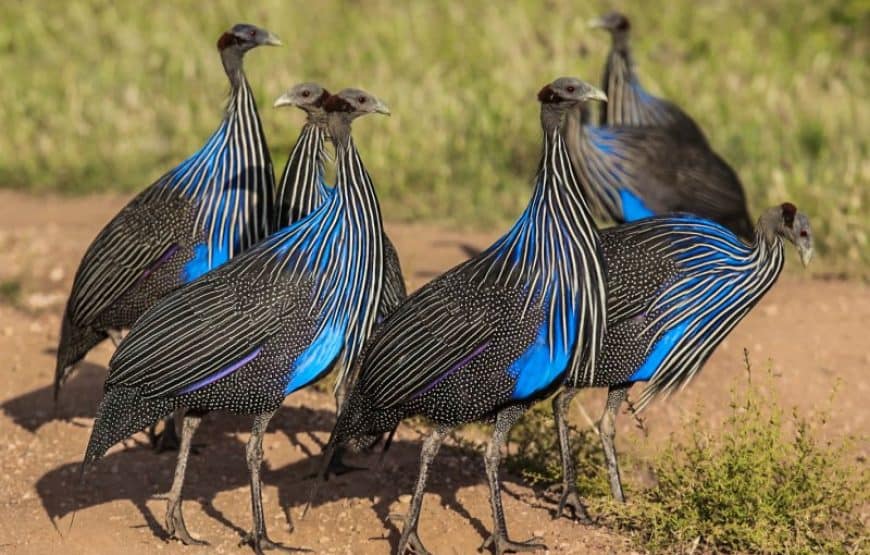 9 DAYS KENYA BIRDING SAFARI 13 Samburu_Birds-870x555
