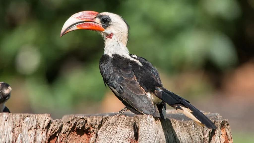 9 DAYS KENYA BIRDING SAFARI 4 Von-der-Deckans-hornbill-Tockus-deckeni-at-Kilaguni-Serena-Lodge-Tsavo-West-National-ParkBird-Watching-Spots-in-Kenya