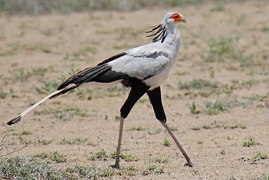 9 DAYS KENYA BIRDING SAFARI 8 bird