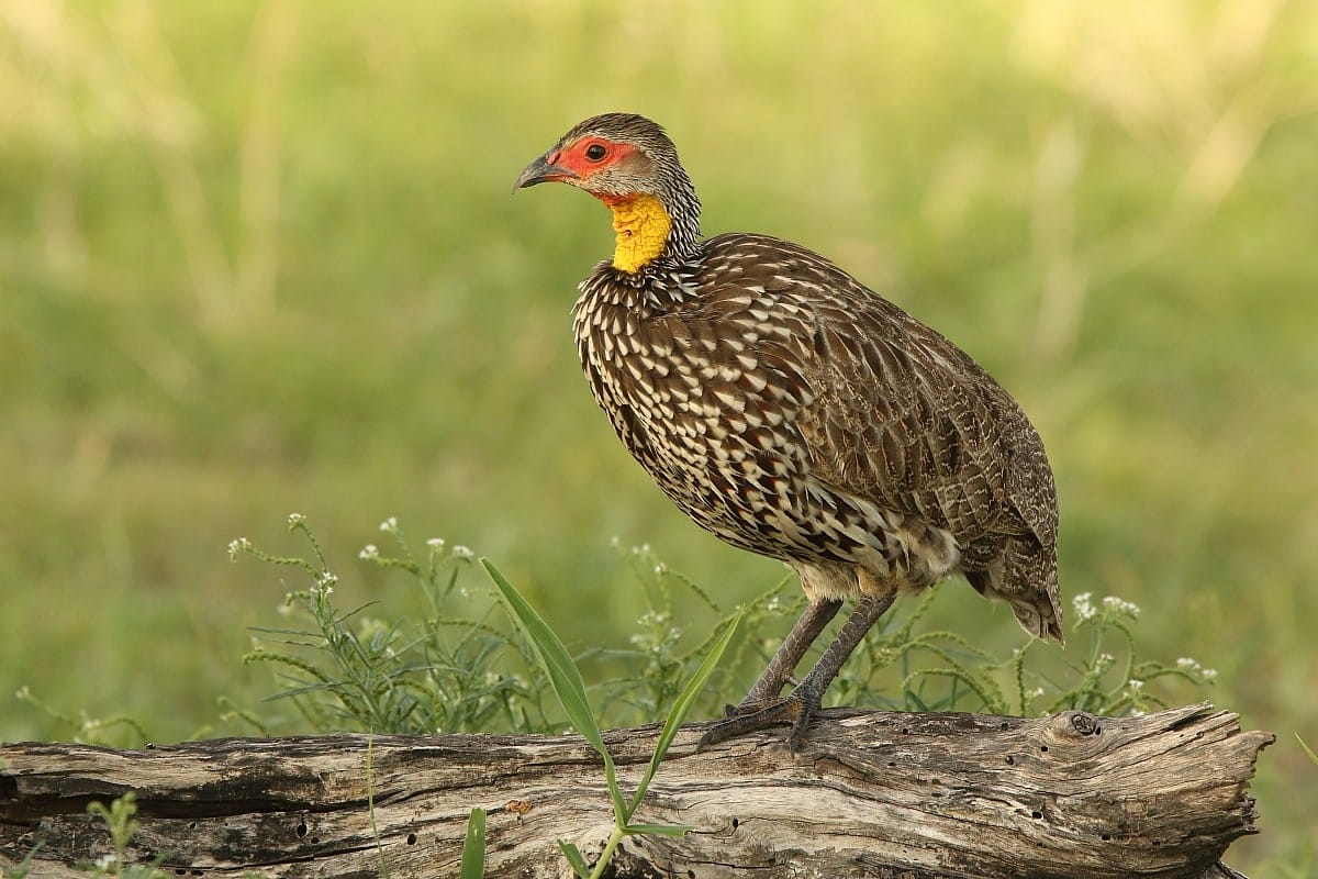9 DAYS KENYA BIRDING SAFARI 10 bird1