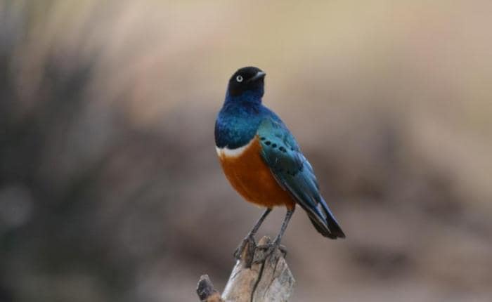 9 DAYS KENYA BIRDING SAFARI 6 *