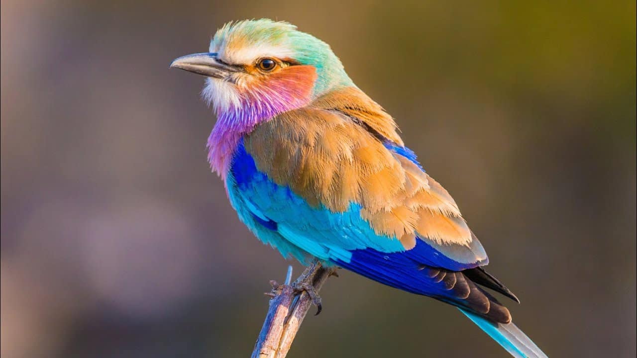 9 DAYS KENYA BIRDING SAFARI 14 lilarc bird