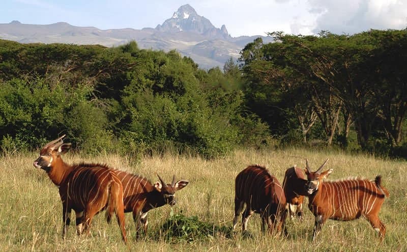 8 DAYS GEMS OF KENYA LUXURY SAFARI 4 mountain-bongos