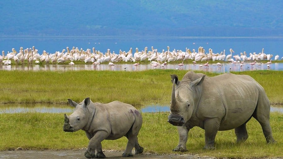 8 DAYS GREAT WILDBEEST MIGRATION SAFARI 5 nakuru-national-park