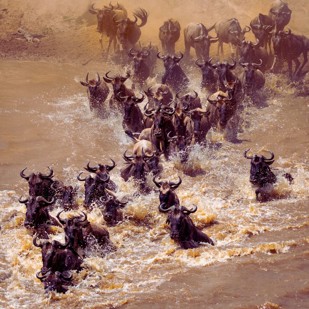 Planning a Budget-Friendly 7-Day Group Safari in Kenya 1 Budget-Friendly Safari Planning Guide