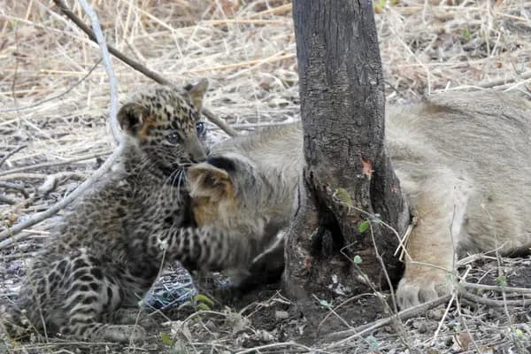 Lioness Adopts a Leopard Cub – A Rare Wildlife Story | Africompass Tours and Travel 6 Adopted leopard cub with lioness