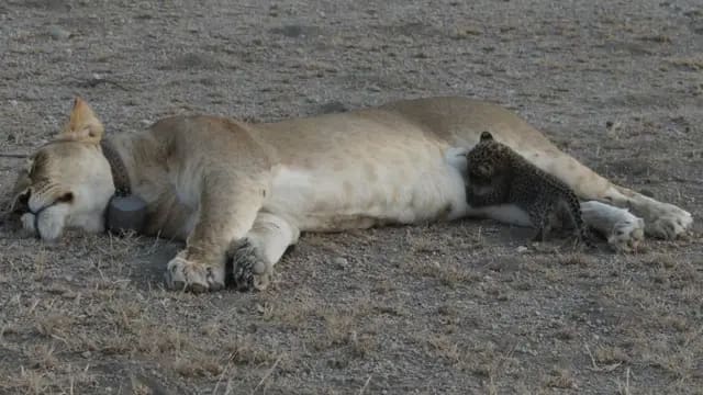 Lioness Adopts a Leopard Cub – A Rare Wildlife Story | Africompass Tours and Travel 4 Lioness feeding leopard cub