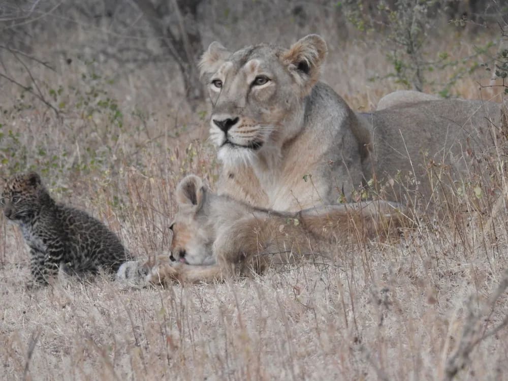 Lioness Adopts a Leopard Cub – A Rare Wildlife Story | Africompass Tours and Travel 2 Lioness caring for leopard cub